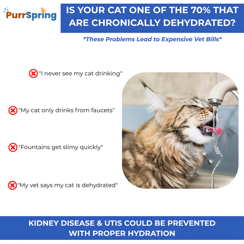 Give Your Cat More Life With PurrSpring Fountain